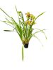 Cymbidium (Csónakorchidea)