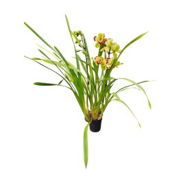Cymbidium (Csónakorchidea)
