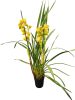 Cymbidium (Csónakorchidea)