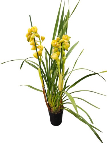 Cymbidium (Csónakorchidea)