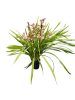 Cymbidium (Csónakorchidea)