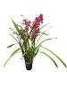 Cymbidium (Csónakorchidea)