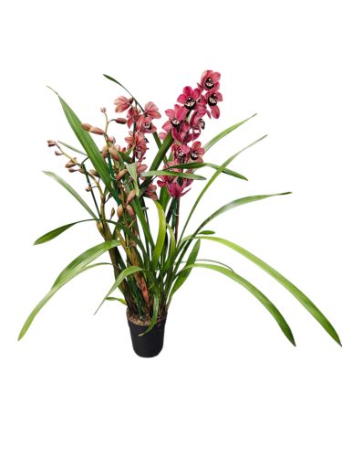 Cymbidium (Csónakorchidea)