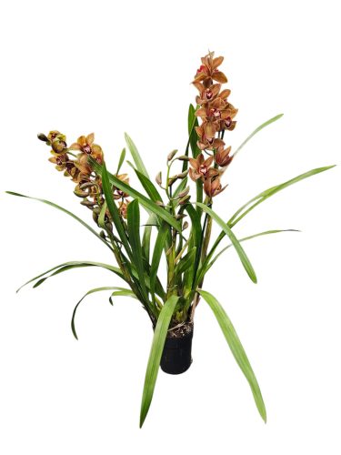 Cymbidium (Csónakorchidea)