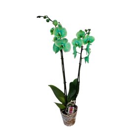 Orchidea (Phalaenopsis) Festett