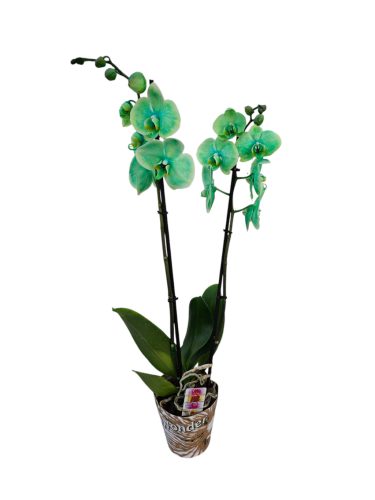 Orchidea 