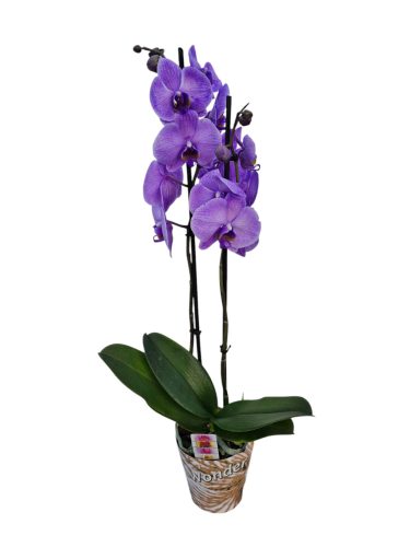 Orchidea (Phalaenopsis) Festett