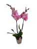 Orchidea 