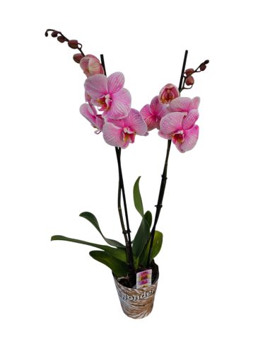 Orchidea (Phalaenopsis) Festett