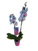 Orchidea 