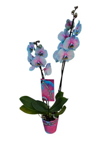 Orchidea (Phalaenopsis) Festett