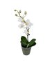 Orchidea Mini
