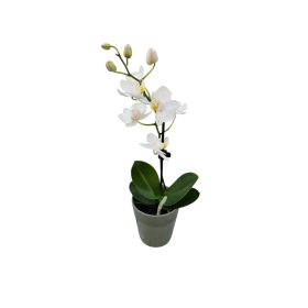 Orchidea Mini
