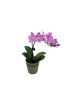Orchidea Mini