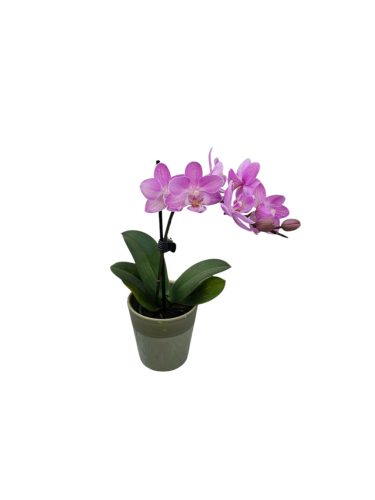 Orchidea Mini