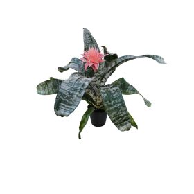 Lándzsarózsa (Aechmea Fasciata)