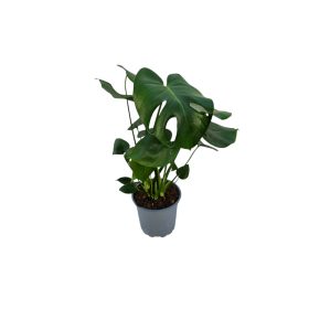 Könnyező Pálma (Monstera Deliciosa)