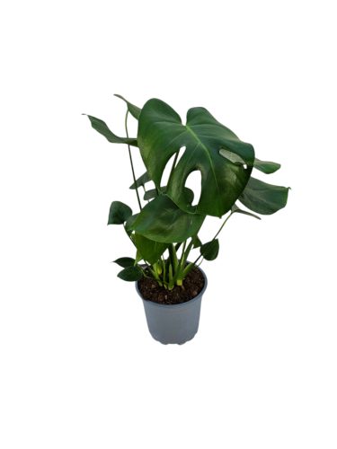 Könnyező Pálma (Monstera Deliciosa)