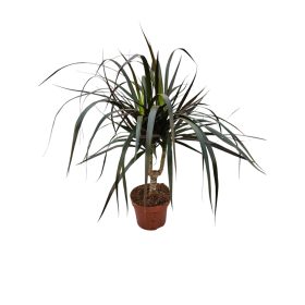 Dracaena Marginata (Tarka sárkányfa)