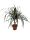 Dracaena Marginata (Tarka sárkányfa)