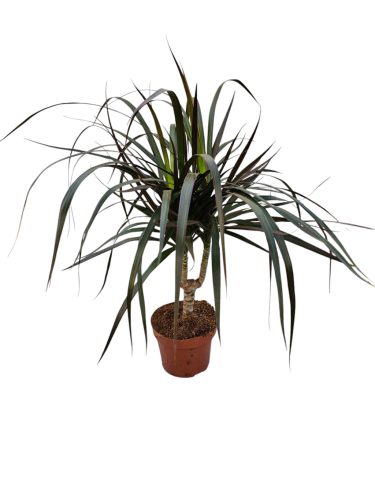 Dracaena Marginata (Tarka sárkányfa)