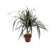 Dracaena Marginata (Tarka sárkányfa)