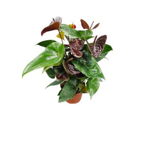Anthurium Chocolate (Csoki Flamingó)