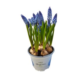 Fürtös Gyöngyike (Muscari)