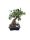 Bonsai Zelkova