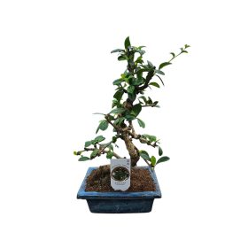 Bonsai Carmona