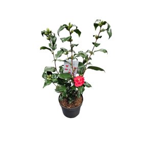 Camellia Japonica (Japán Kamélia)