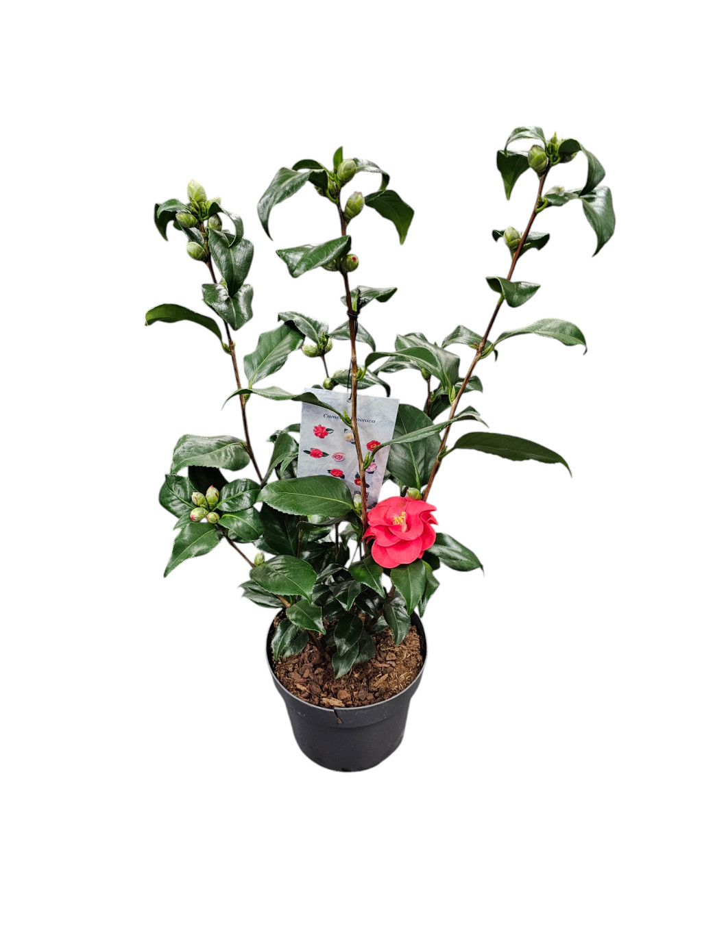 Camellia Japonica (Japn Kamlia)