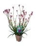 Kengurumancs (Anigozanthos)