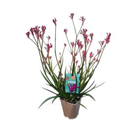 Kengurumancs (Anigozanthos)