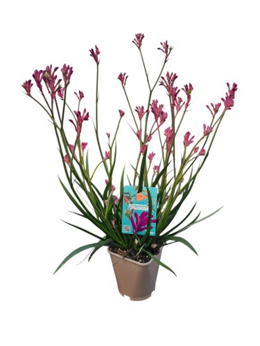 Kengurumancs (Anigozanthos)