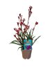 Kengurumancs (Anigozanthos)