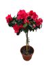 Törzses Azalea