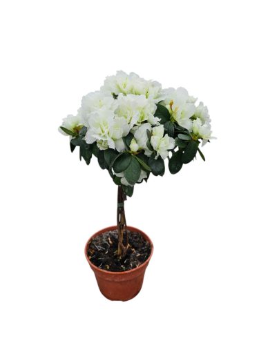 Törzses Azalea
