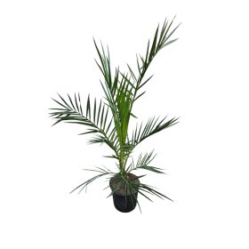 Phoenix Pálma (Phoenix canariensis)