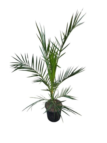 Phoenix Pálma (Phoenix canariensis)