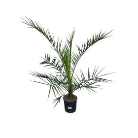 Phoenix Pálma (Phoenix canariensis)