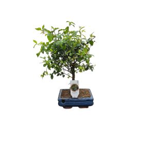 Bonsai Sageretia