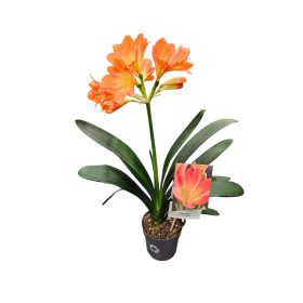 Clivia