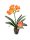 Clivia