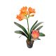 Clivia