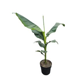 Télálló Banán (Musa Basjo) 