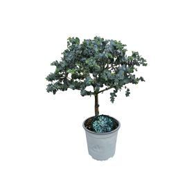 Törzses eukaliptusz