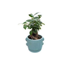 Ficus Ginseng Bonsai