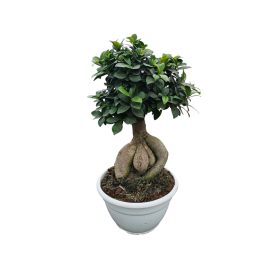 Ficus Ginseng Bonsai