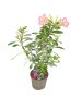 Sivatagi Rózsa (Adenium obesum)